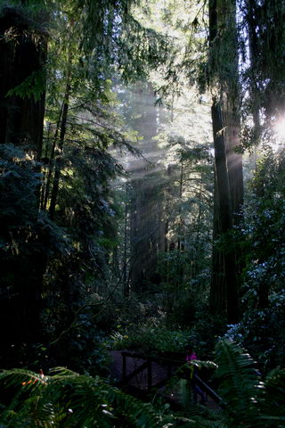 Redwoods Hike